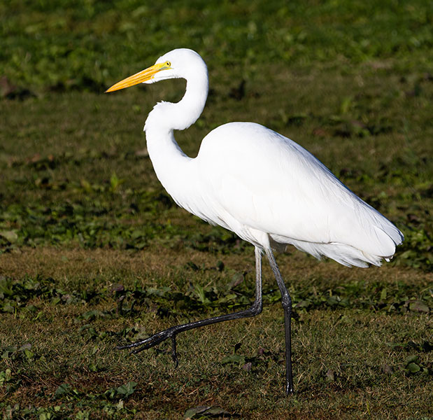 Great Egret (Common Egret) Ardea alba