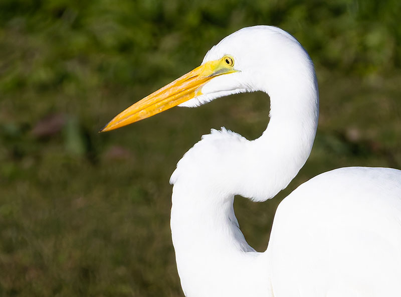 Great Egret (Common Egret) Ardea alba