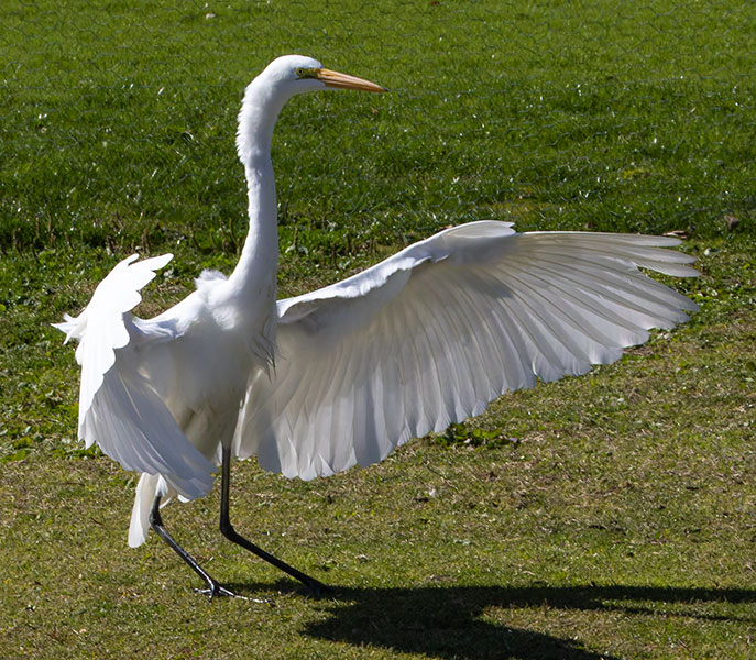 Great Egret (Common Egret) Ardea alba
