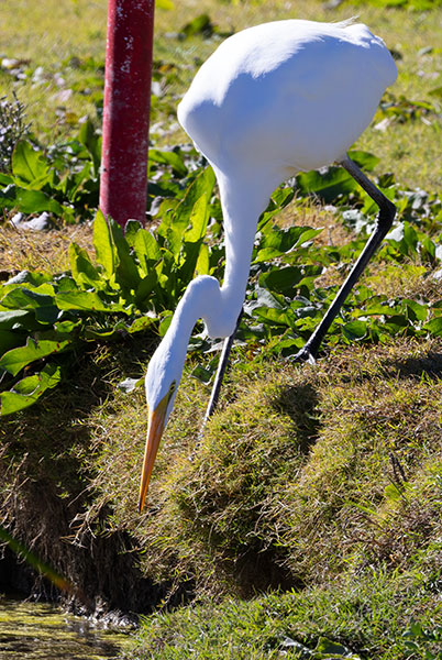 Great Egret (Common Egret) Ardea alba