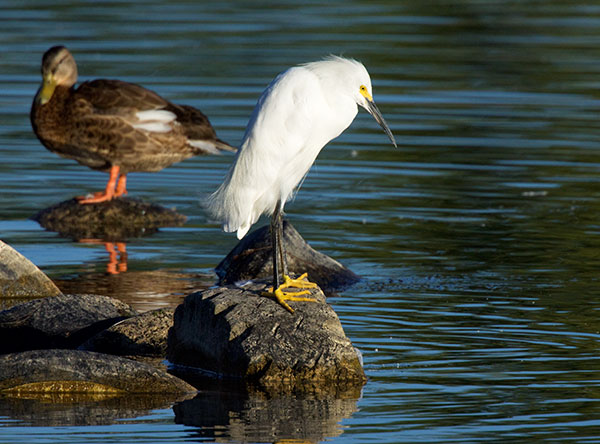 Snowy Egret Egretta thula 