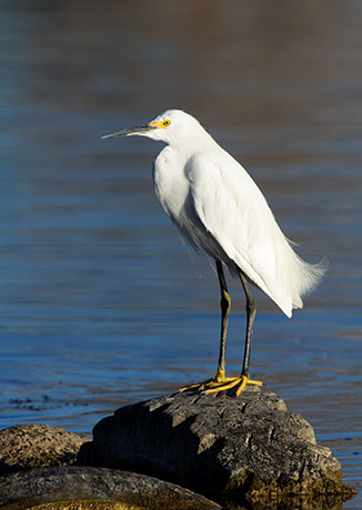Snowy Egret Egretta thula 