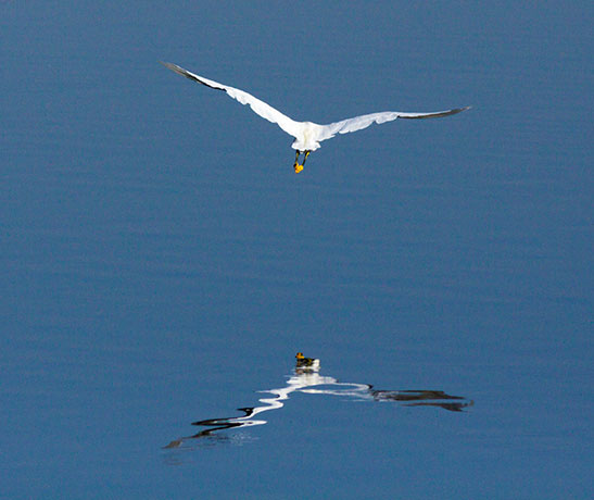 Snowy Egret Egretta thula 