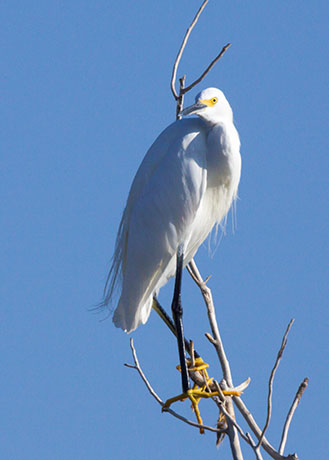 Snowy Egret Egretta thula 