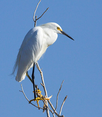 Snowy Egret Egretta thula 