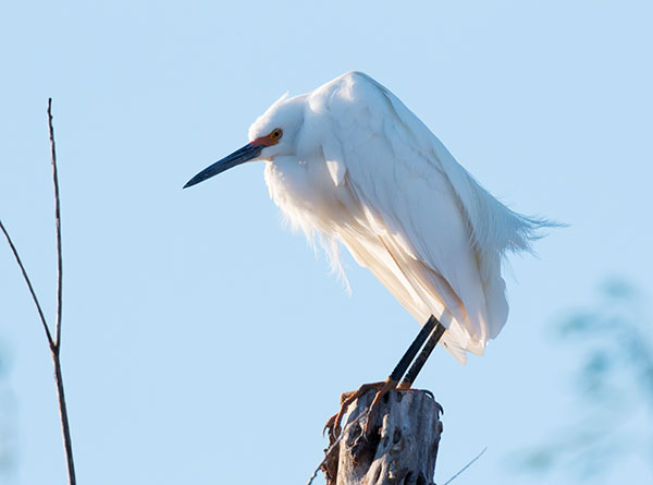 Snowy Egret Egretta thula 