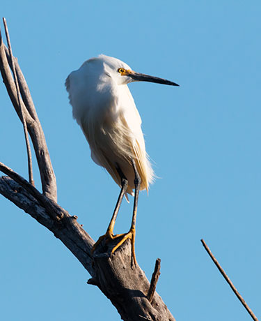 Snowy Egret Egretta thula 