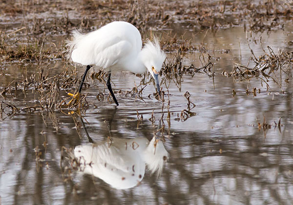 Snowy Egret Egretta thula 