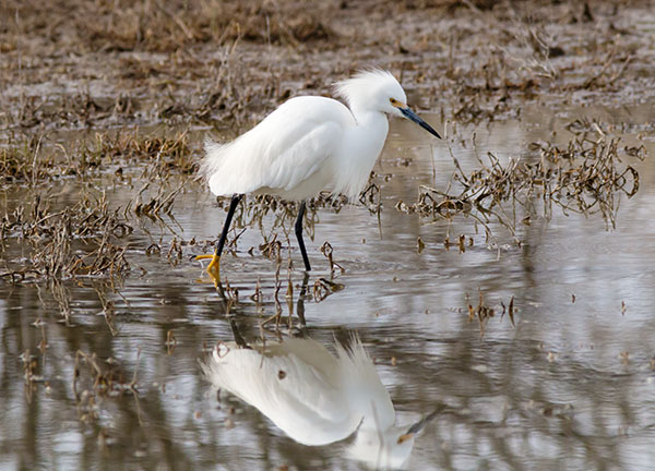 Snowy Egret Egretta thula 