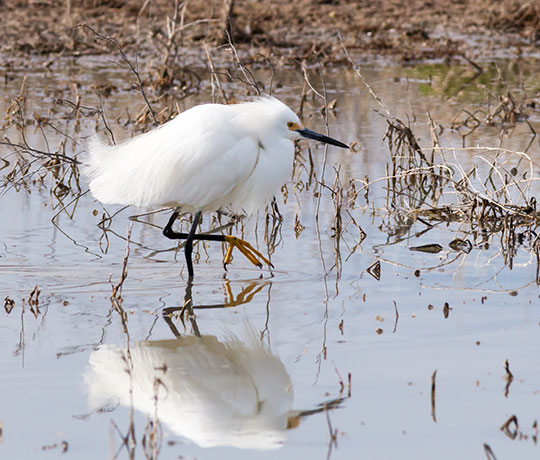 Snowy Egret Egretta thula 