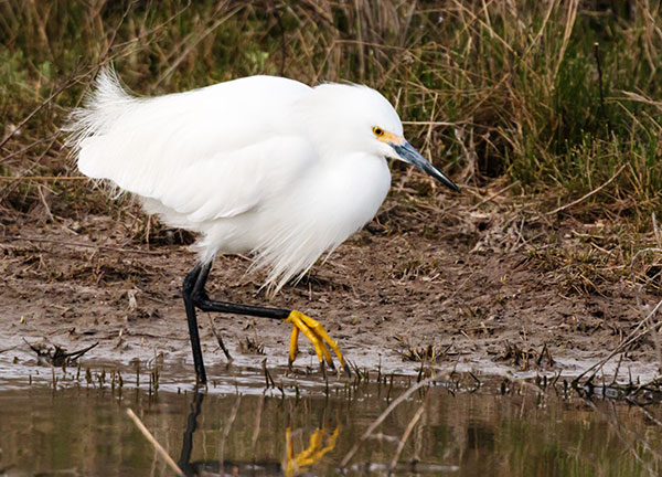 Snowy Egret Egretta thula 