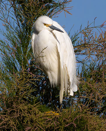 Snowy Egret Egretta thula 