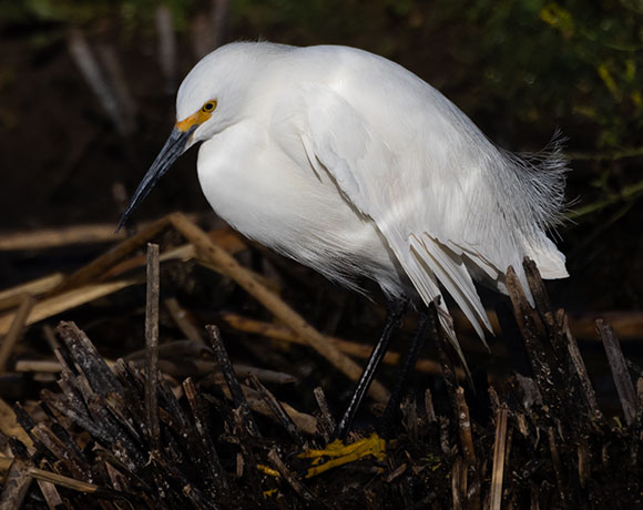 Snowy Egret Egretta thula 