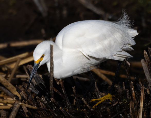 Snowy Egret Egretta thula 