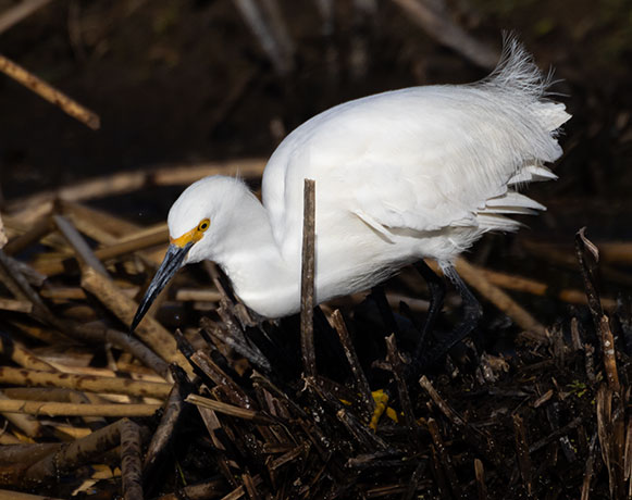 Snowy Egret Egretta thula 