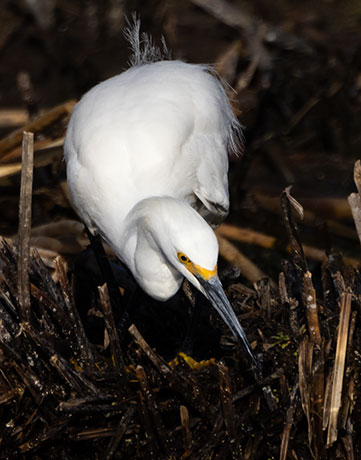 Snowy Egret Egretta thula 
