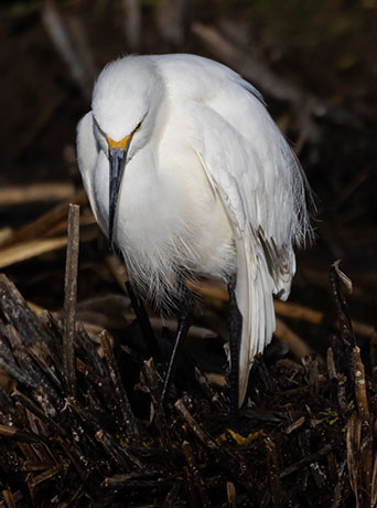 Snowy Egret Egretta thula 