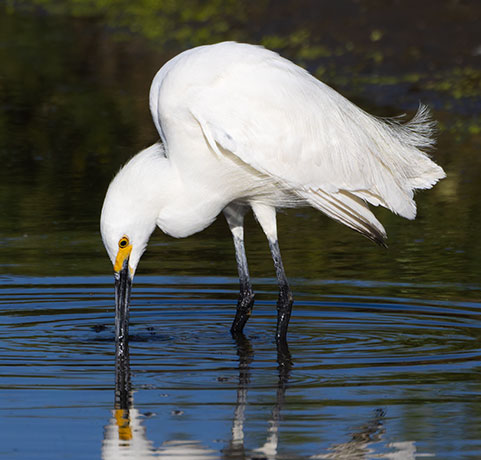 Snowy Egret Egretta thula 