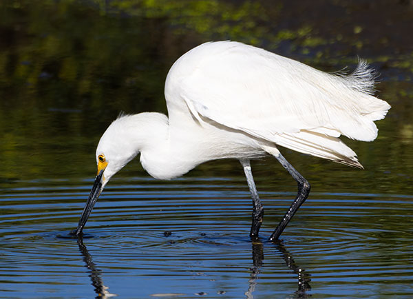 Snowy Egret Egretta thula 