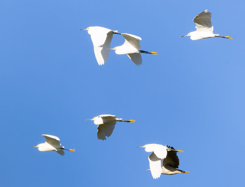 Snowy Egret Egretta thula 