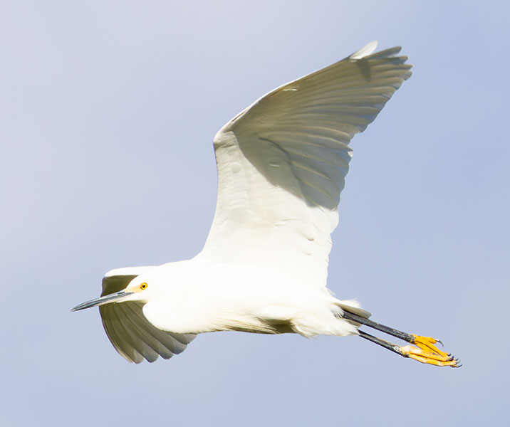 Snowy Egret Egretta thula 