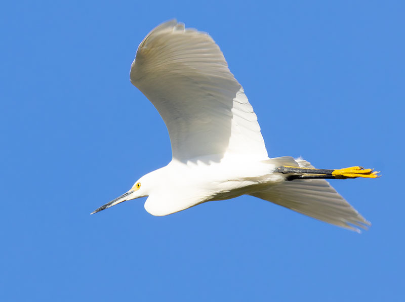 Snowy Egret Egretta thula 