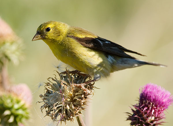 American Goldfinch Carduelis tristis 