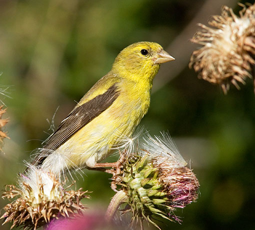 American Goldfinch Carduelis tristis 