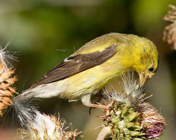 American Goldfinch Carduelis tristis 