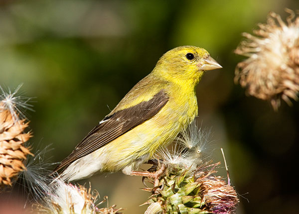 American Goldfinch Carduelis tristis 