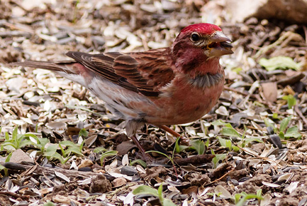 Cassin's Finch Haemorhous cassinii 