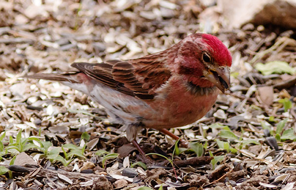 Cassin's Finch Haemorhous cassinii 