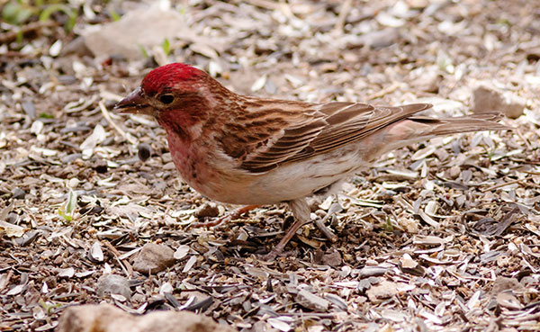 Cassin's Finch Haemorhous cassinii 