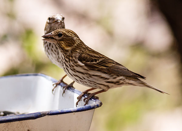 Cassin's Finch Haemorhous cassinii 