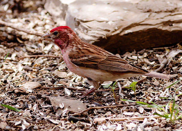 Cassin's Finch Haemorhous cassinii 