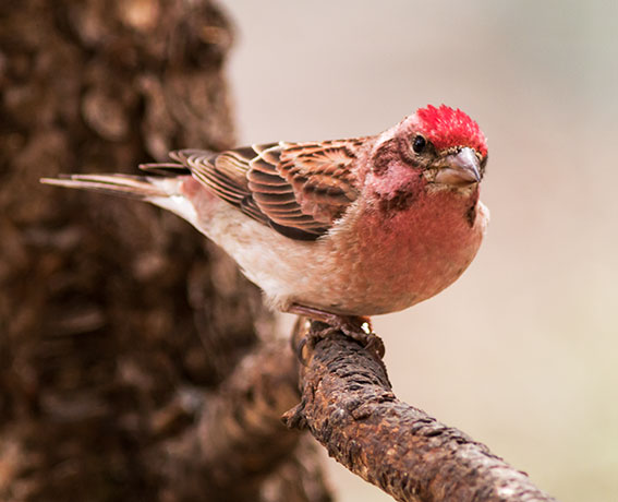 Cassin's Finch Haemorhous cassinii 