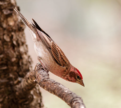 Cassin's Finch Haemorhous cassinii 