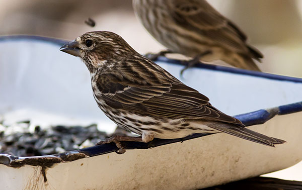 Cassin's Finch Haemorhous cassinii 