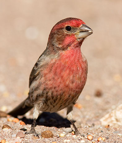 House Finch Carpodacus mexicanus