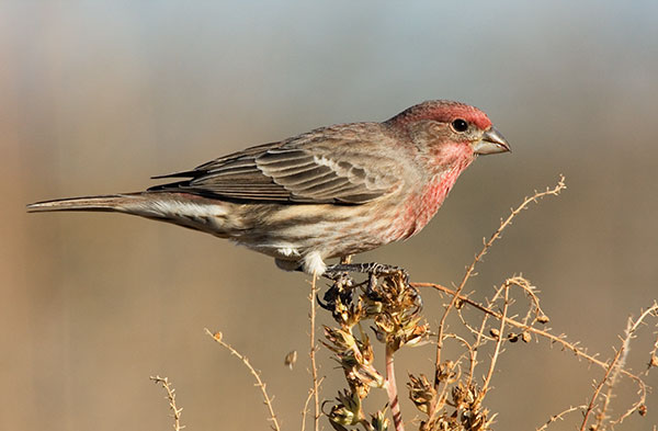 House Finch Carpodacus mexicanus