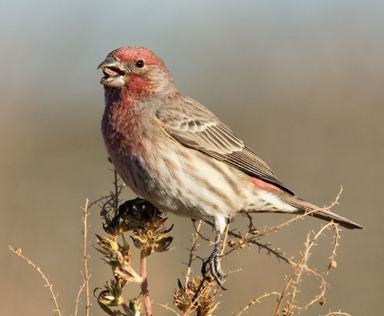 House Finch Carpodacus mexicanus
