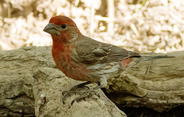 House Finch Carpodacus mexicanus