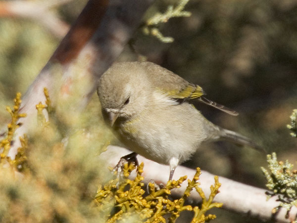 Lawrence's Goldfinch Carduelis lawrencei