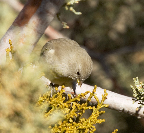 Lawrence's Goldfinch Carduelis lawrencei