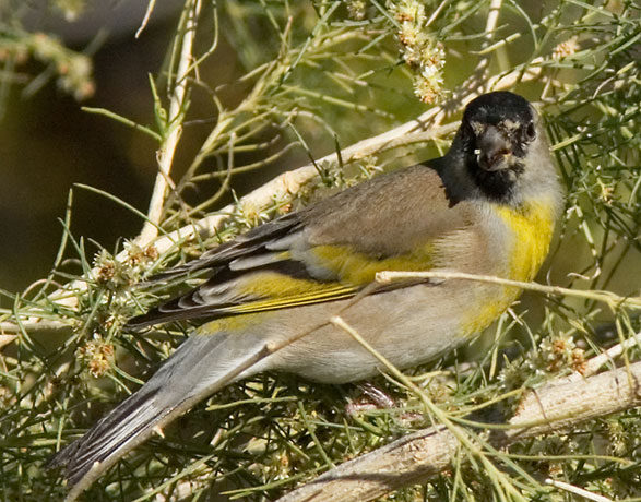 Lawrence's Goldfinch Carduelis lawrencei