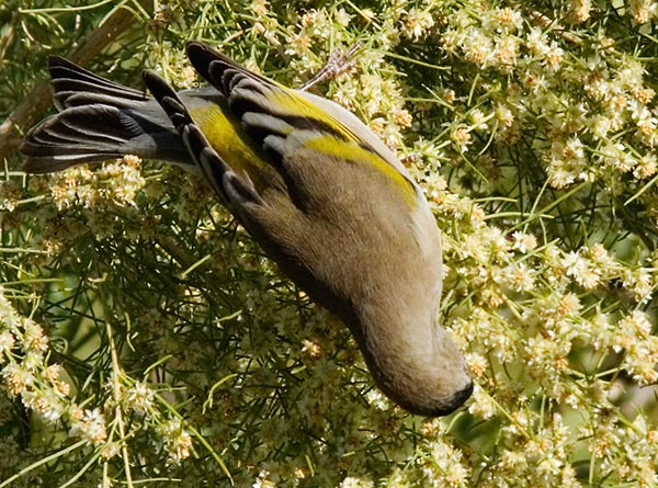 Lawrence's Goldfinch Carduelis lawrencei