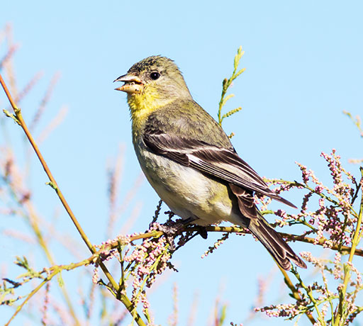 Lesser Goldfinch Carduelis psaltria