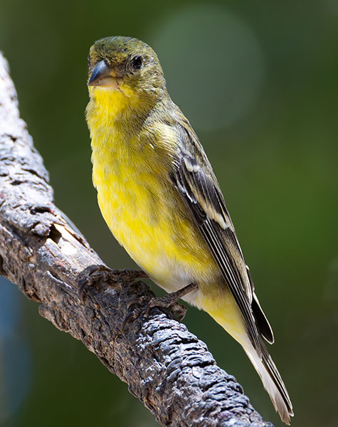 Lesser Goldfinch Carduelis psaltria