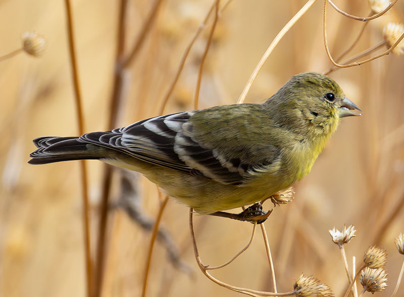 Lesser Goldfinch Carduelis psaltria
