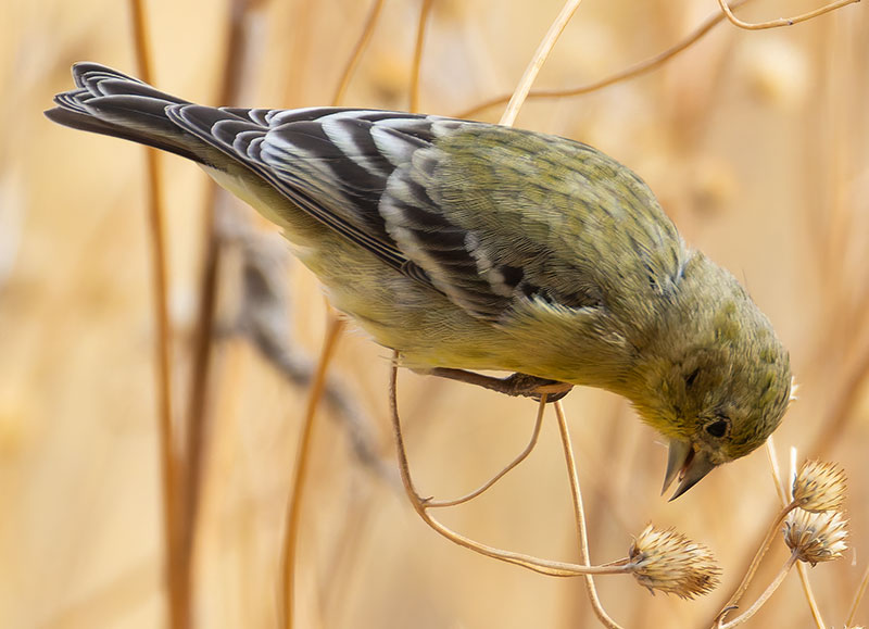 Lesser Goldfinch Carduelis psaltria